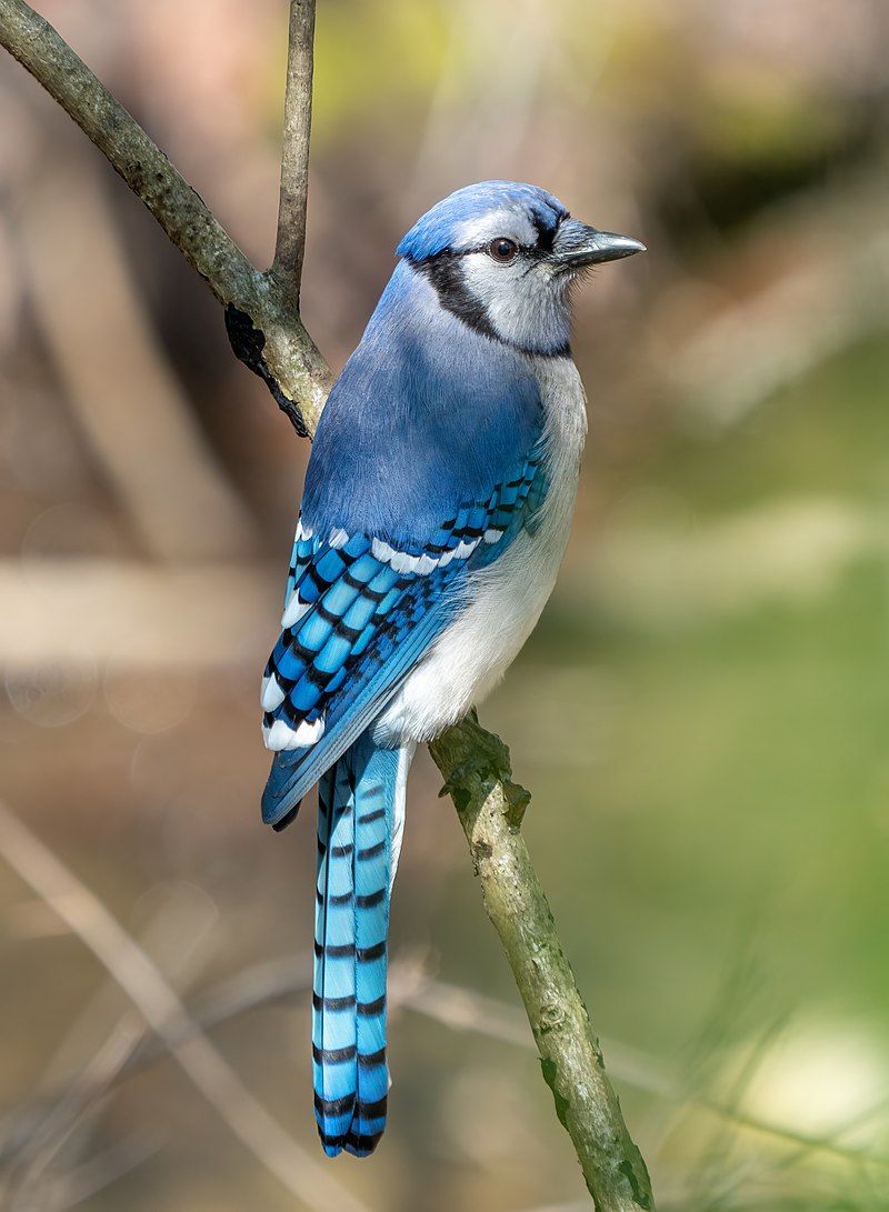 Blue jay