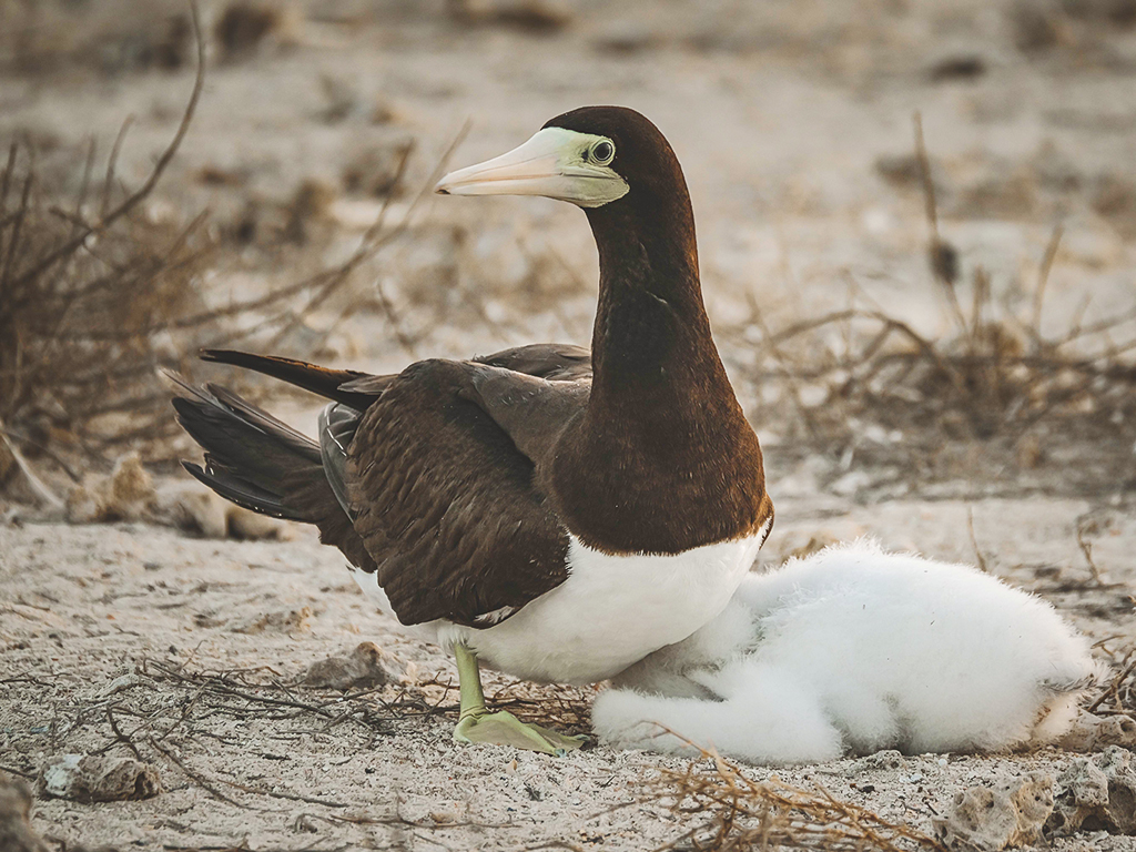 Brown Booby