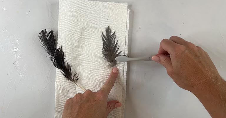 Brush the Feathers