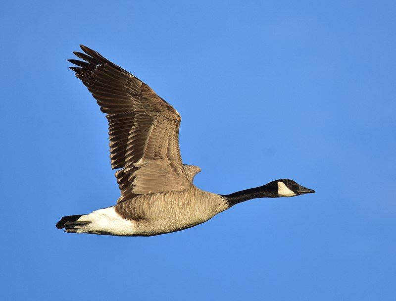 Canada goose