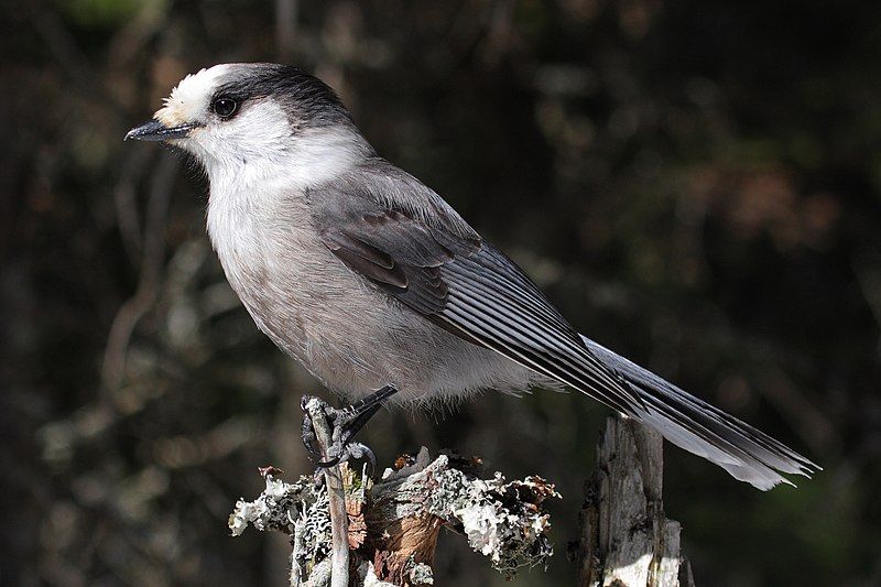 Canada jay