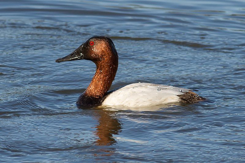 Canvasback