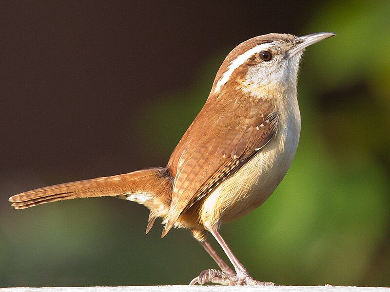 Carolina wren