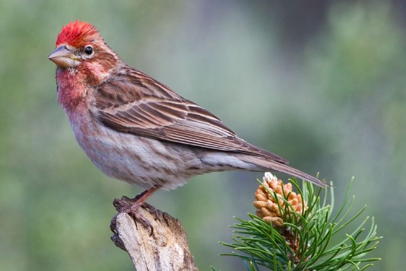 Cassin's finch