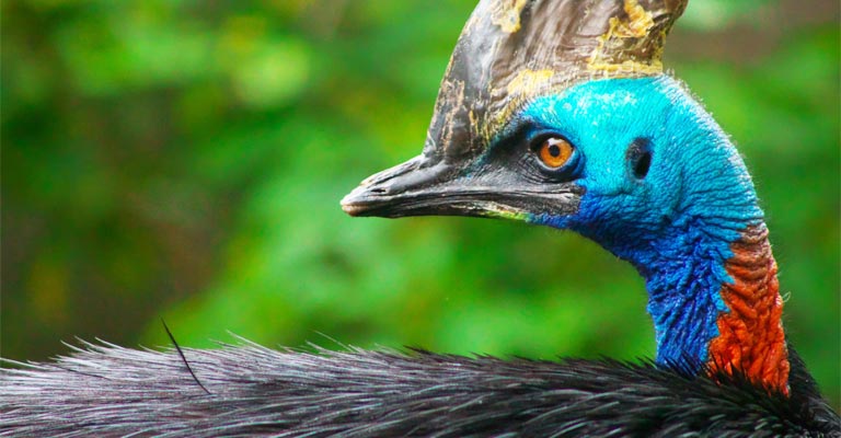 Cassowary So Dangerous