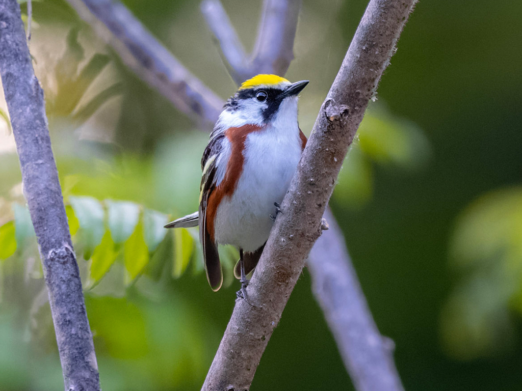 Chestnut-Sided Warbler