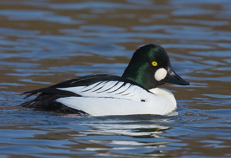 Common goldeneye