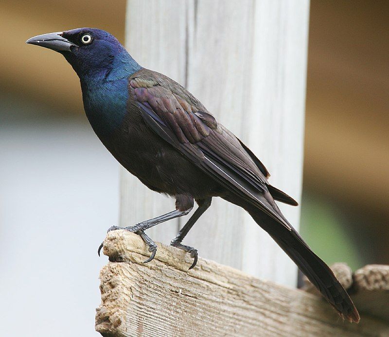 Common grackle