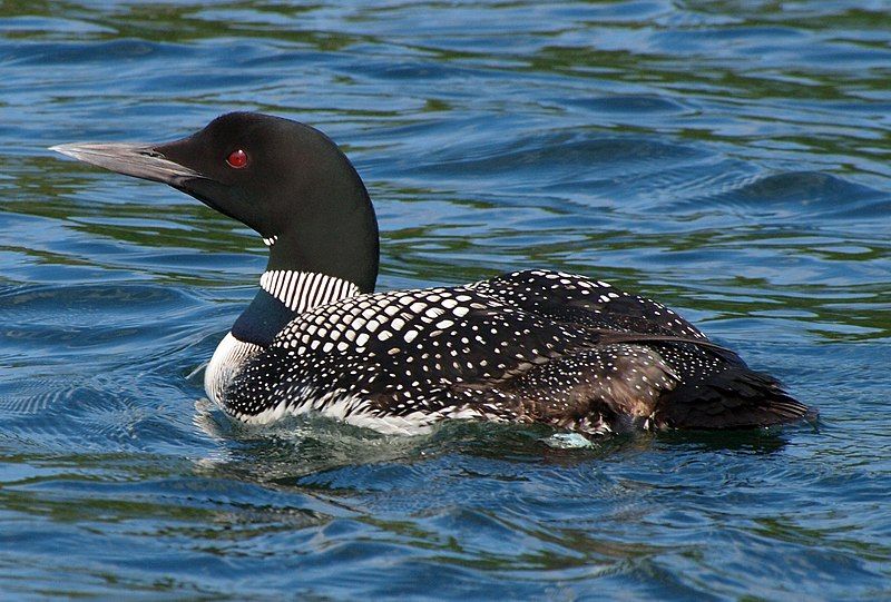 Common loon