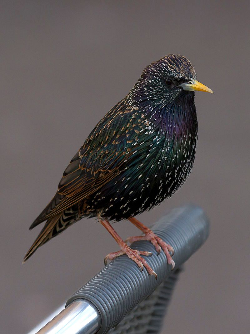 Common starling