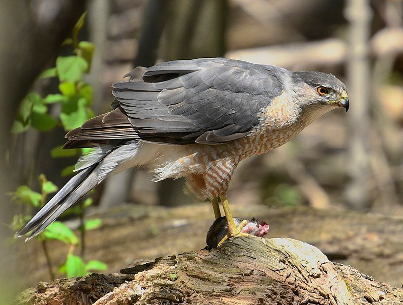 Cooper's hawk