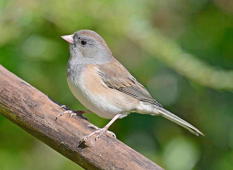 Dark-eyed junco