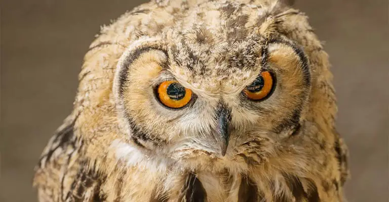 Do Owls Have Cat Eyes