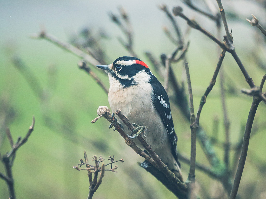 Downy Woodpecker