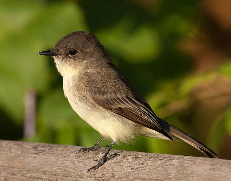 Eastern phoebe