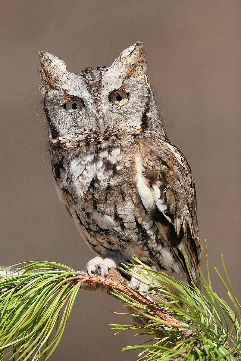 Eastern screech owl