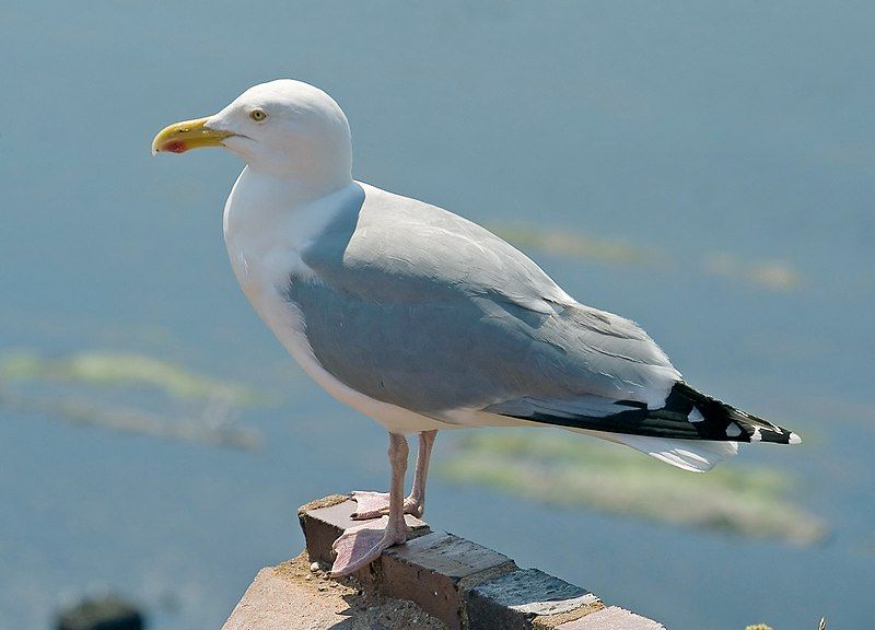 European herring gull