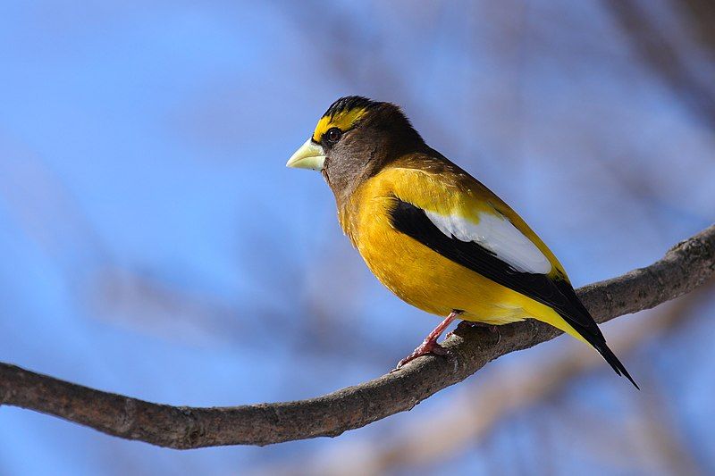 Evening grosbeak