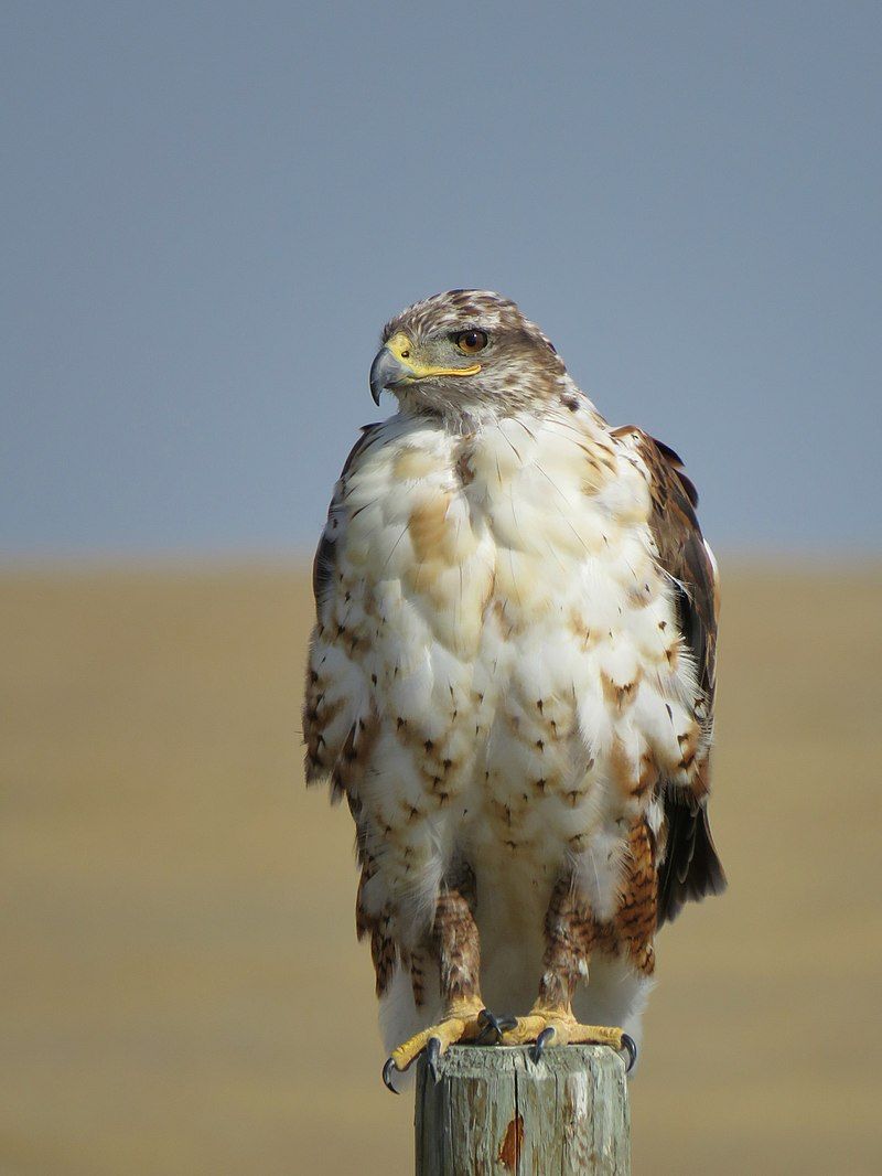 Ferruginous hawk