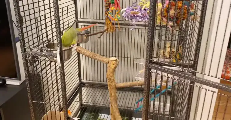Get the Right Cage and Accessories