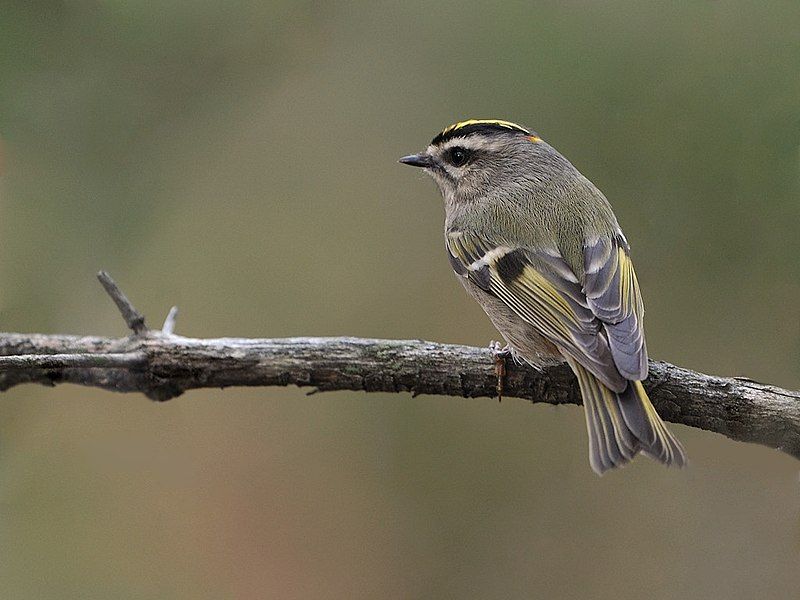 Golden-crowned kinglet