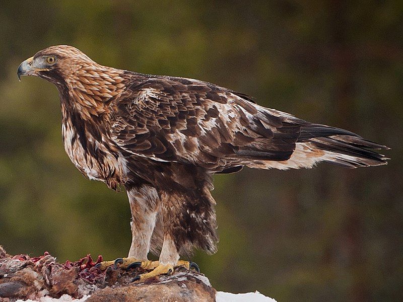 Golden eagle