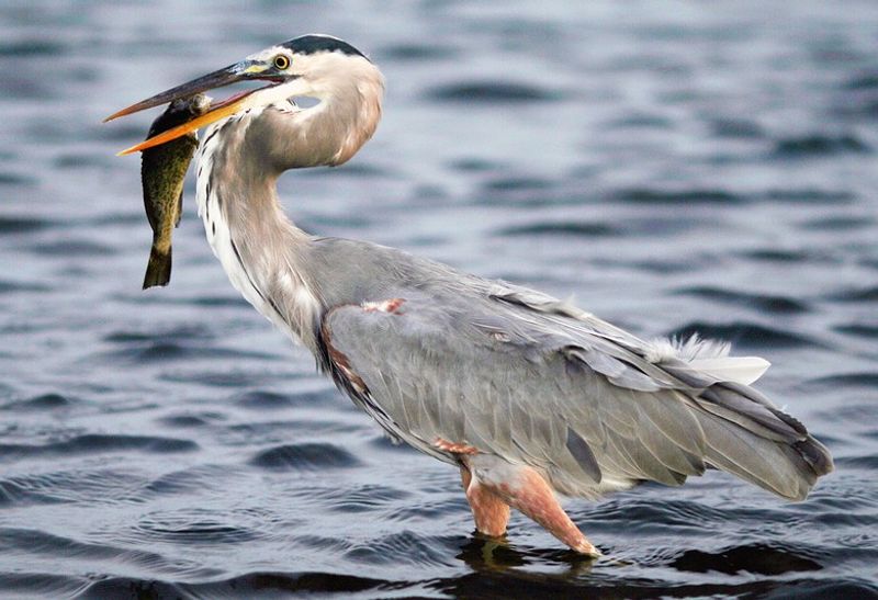 Great blue heron