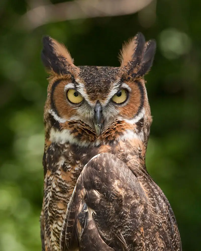 Great horned owl