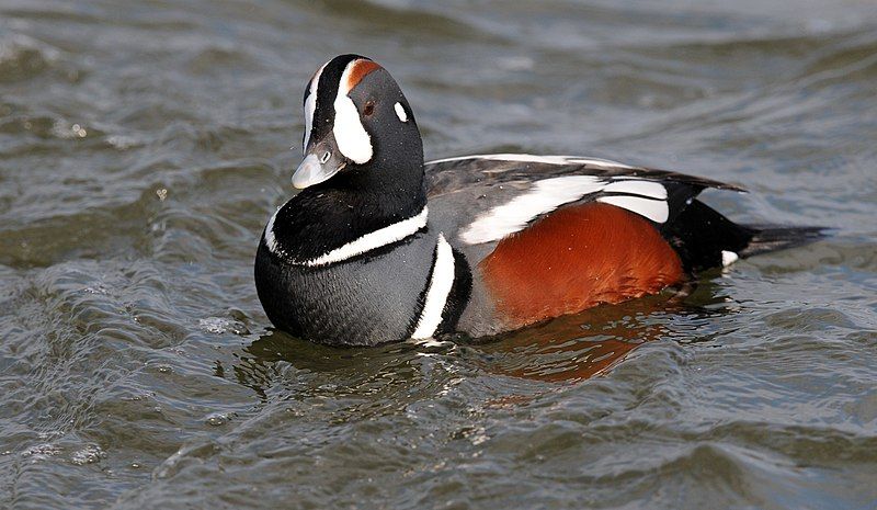 Harlequin duck