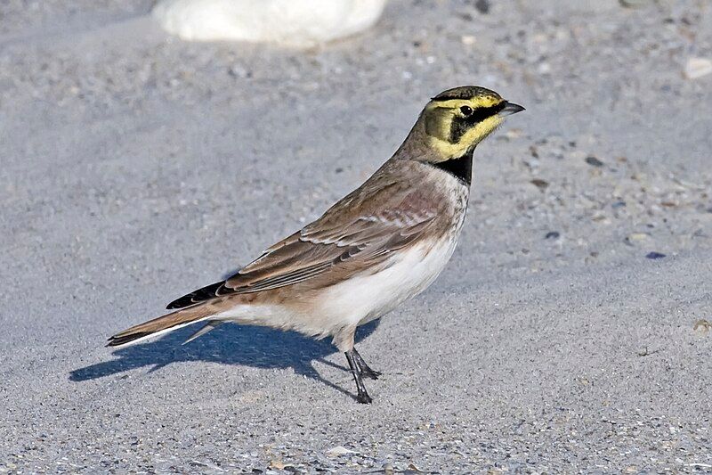 Horned lark