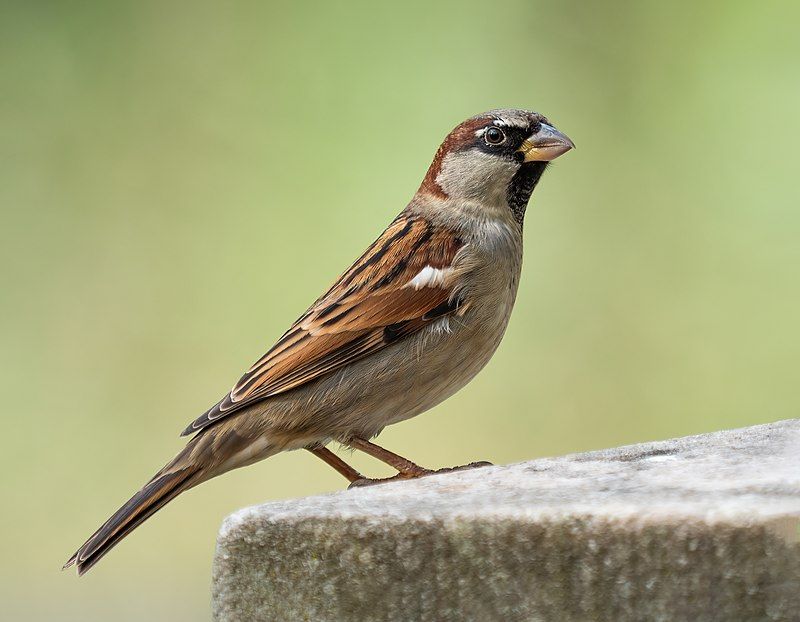 House sparrow