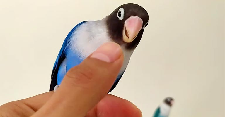 How Do I Relax My Bird When Scratching