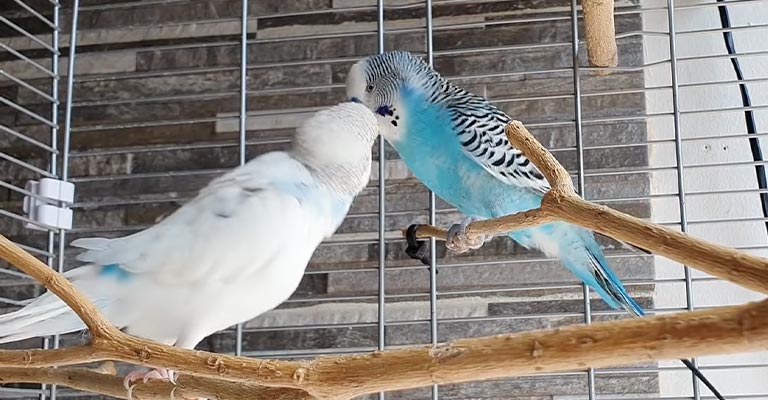 How Do Male And Female Parakeets Get Along After Fighting
