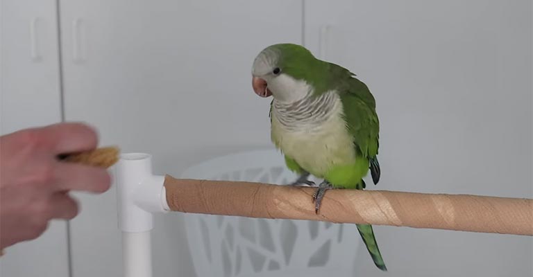 How Do Parrots Show Anger