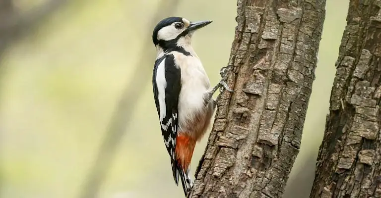 How Do Woodpeckers Know Where to Peck