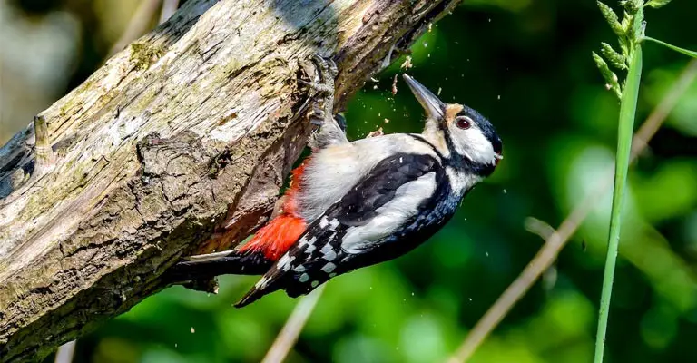 How Fast Do Woodpeckers Peck