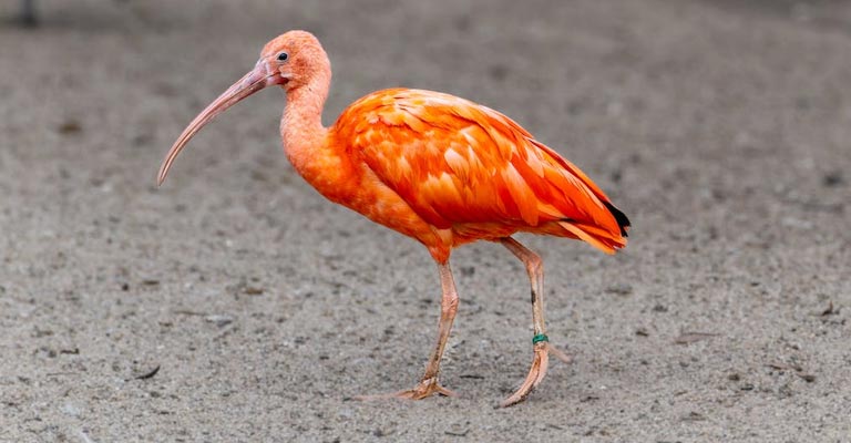 How Is the Environment Important to the Scarlet Ibis' Survival