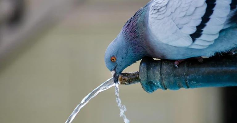 How Much Water My Bird Should Drink