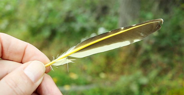How To Clean A Bird Feather
