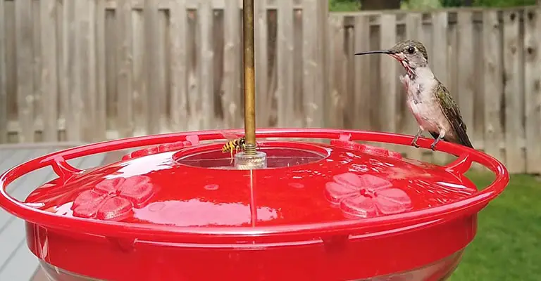 How To Keep Bees Out Of Hummingbird Feeders