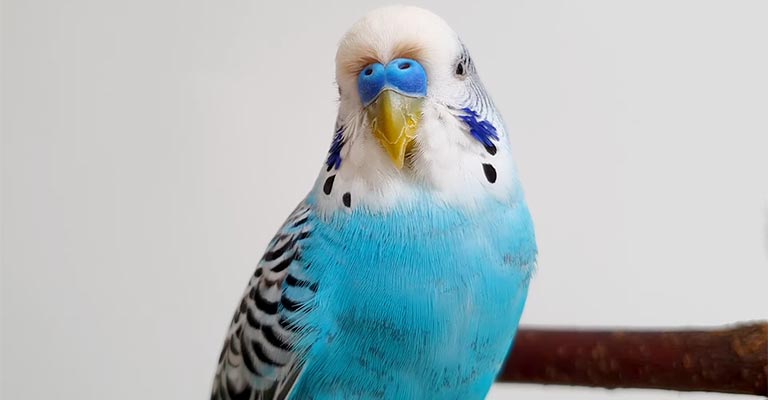 How To Treatment Parakeet Cere