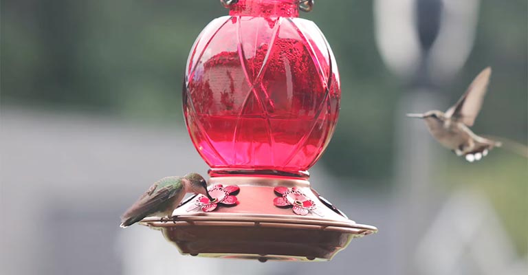How to Clean Mold from Hummingbird Feeder