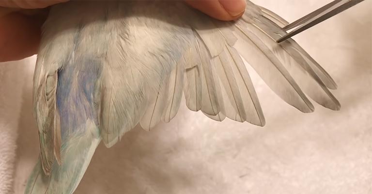 How to Clip Wings in Birds