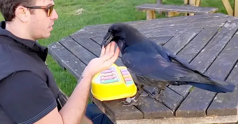 How to Get A Pet Raven