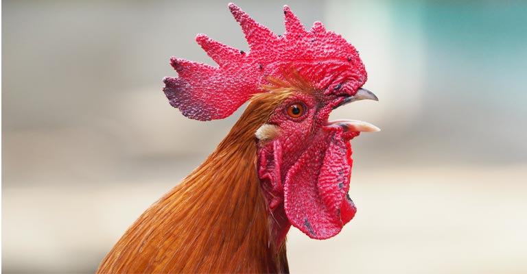 How to Stop A Rooster Crowing