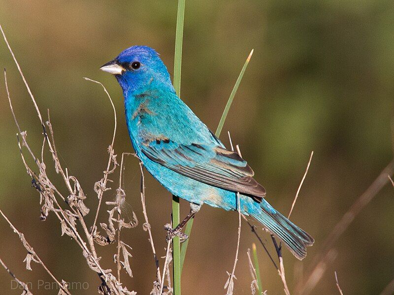 Indigo bunting