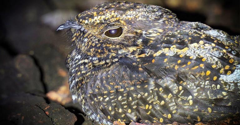 Is A Whippoorwill A Night Bird