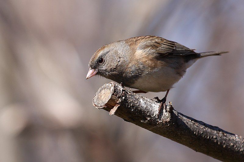 Juncos