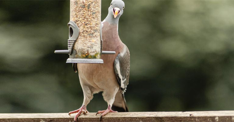 Keep Pigeons Away From Bird Feeders