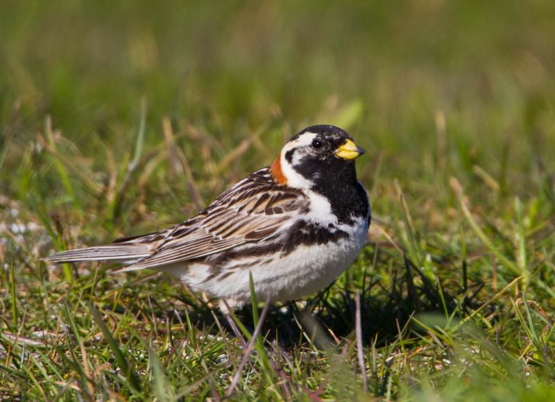 Lapland longspur